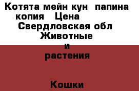 Котята мейн-кун, папина копия › Цена ­ 20 000 - Свердловская обл. Животные и растения » Кошки   . Свердловская обл.